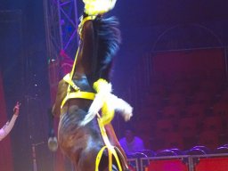 Circus Alex Kaisert am 1. Mai 2026